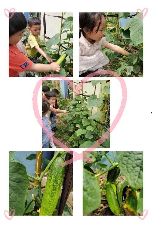 顺藤摸吃瓜,揭秘网络舆论背后的真相与影响