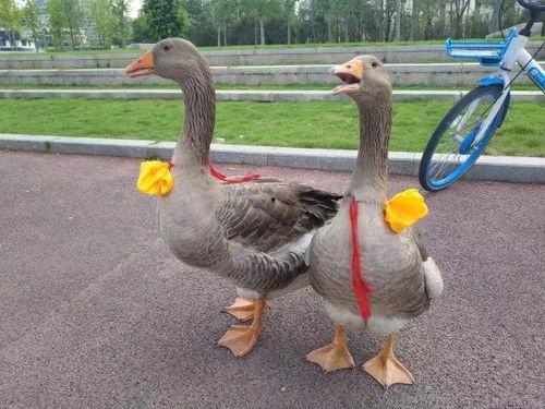 陕西网红鹅儿和代代,探寻民间传奇与时代印记的交融之旅”