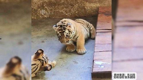 蹲着吃瓜的小老虎,小老虎的悠闲时光