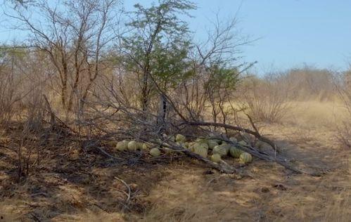 大型吃瓜现场之打架,一场惊心动魄的街头打架大戏