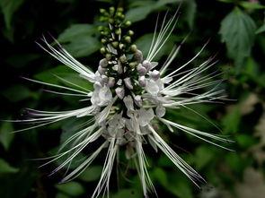 属羊明星有哪些,揭秘属羊明星们的璀璨人生