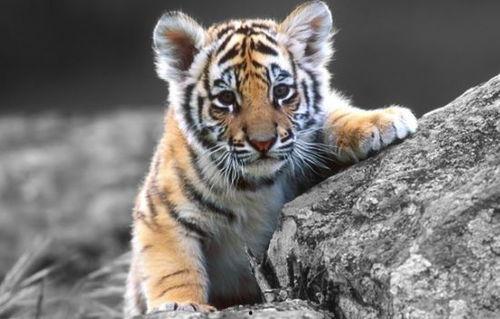 牛什么明星虎,盘点娱乐圈的牛虎明星风采