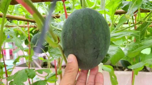 雨瓜可以吃嘛,揭秘其食用价值与食用方法