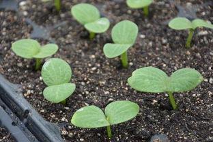 怀孕吃发芽瓜会怎样,发芽瓜果可能带来的风险与应对
