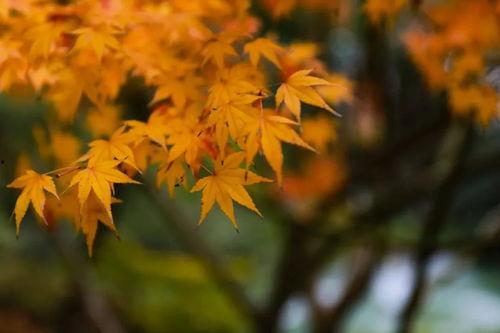 今日头条枫叶,探寻枫叶背后的文化韵味