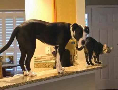 深圳头条猫和狗事件,宠物权益与社区和谐的冲突与反思