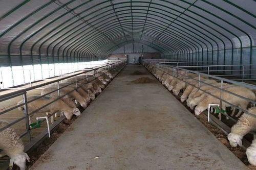 今日头条养殖种鸡大棚,种鸡大棚创新模式解析