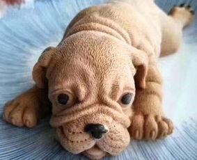 肥韬 网红沙皮狗,萌宠界的明星风采