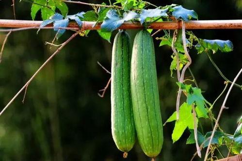 夏季吃三瓜指的是哪三瓜,揭秘“夏季吃三瓜”的神奇功效