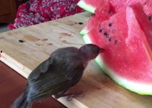 西瓜鸟怎么吃瓜,揭秘自然界的趣味现象